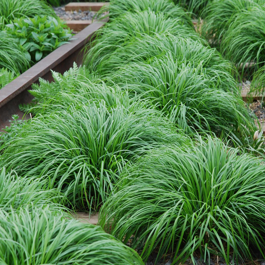 Siergrassen - Carex oshimensis Intense Green - Groen - 1 Plant - Groenblijvend - Winterhard - Pot 17cm Hoogte 50cm