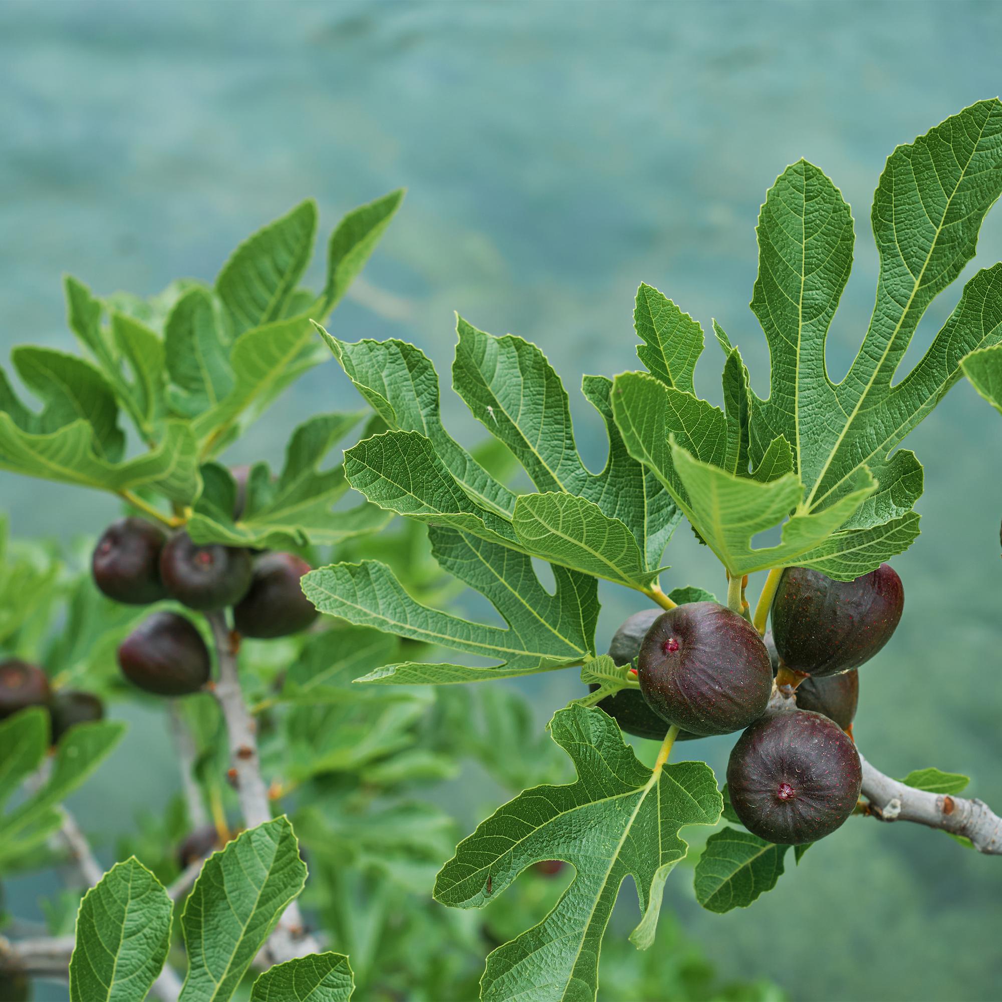 Plant op Stam - Ficus carica Brown Turkey - Terras Plant - Bladverliezend - Winterhard - Groene Vrucht - Pot 19cm Hoogte 90cm