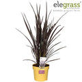 Phormium Rubra Nana - Ø19cm - ↕70cm