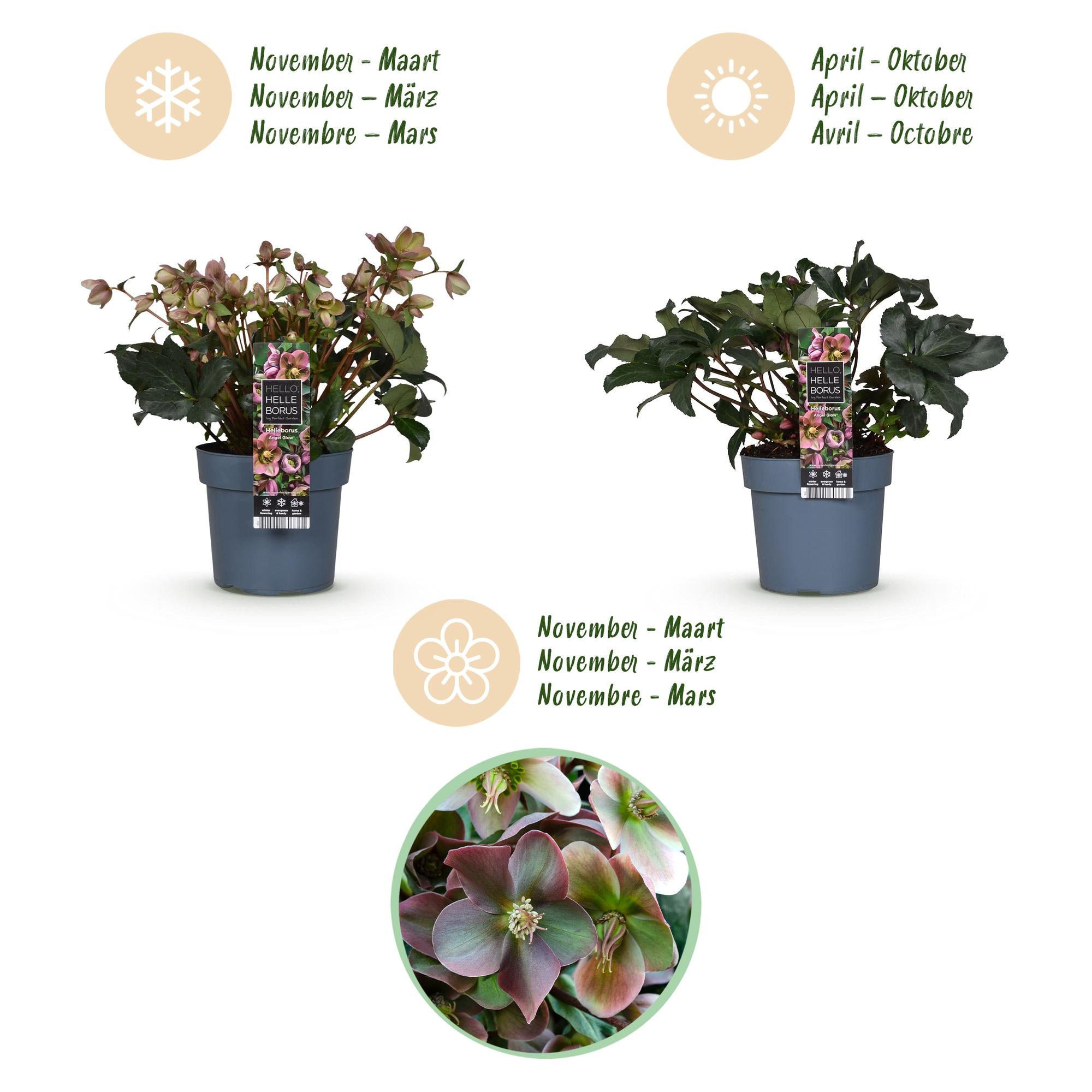 Tuinplant - Lenten Rose -  Helleborus Angels Glow - Roze Bloem - Groenblijvend - Pot 19cm Hoogte 50cm