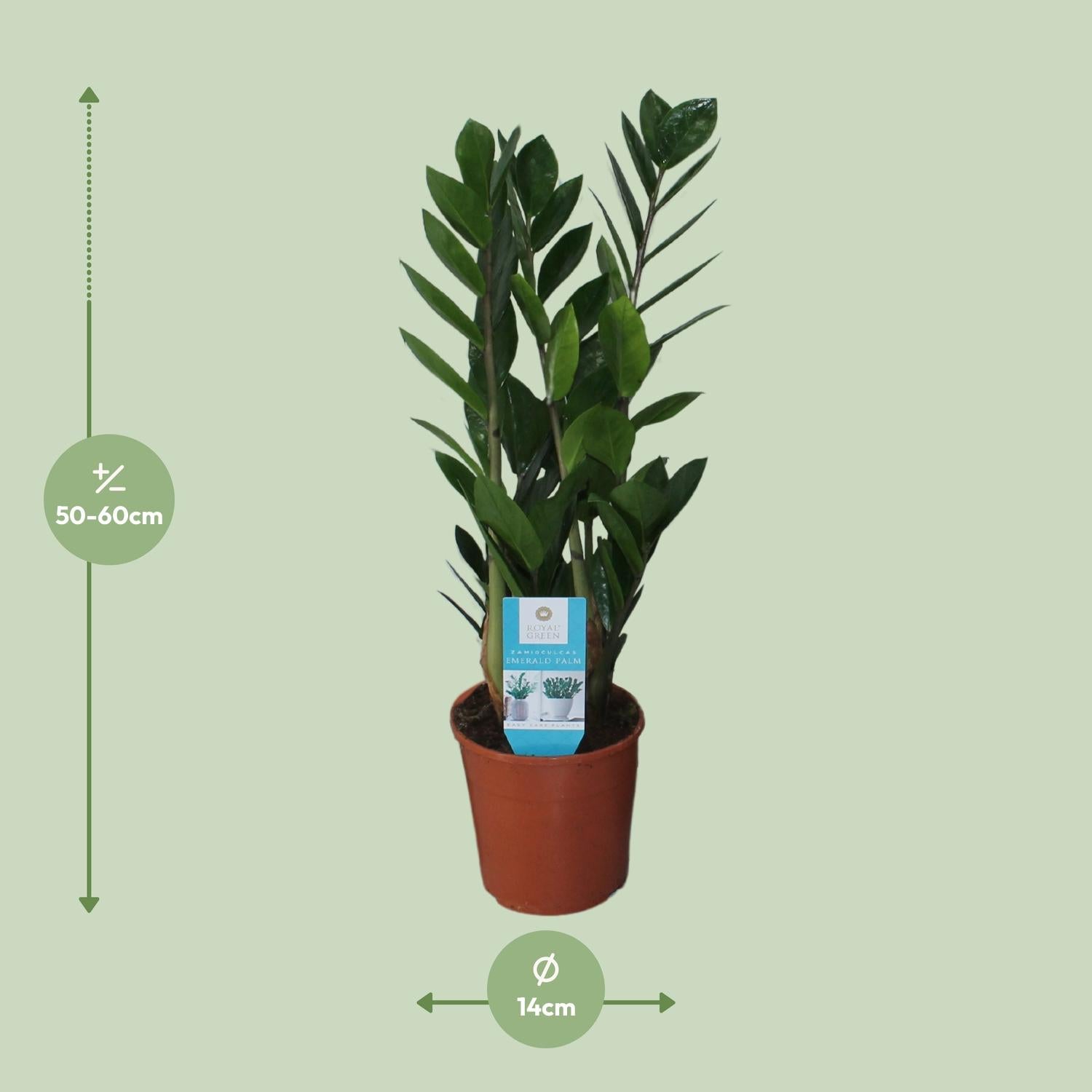 Zamioculcas Zamiifolia - Ø14cm - ↕55cm