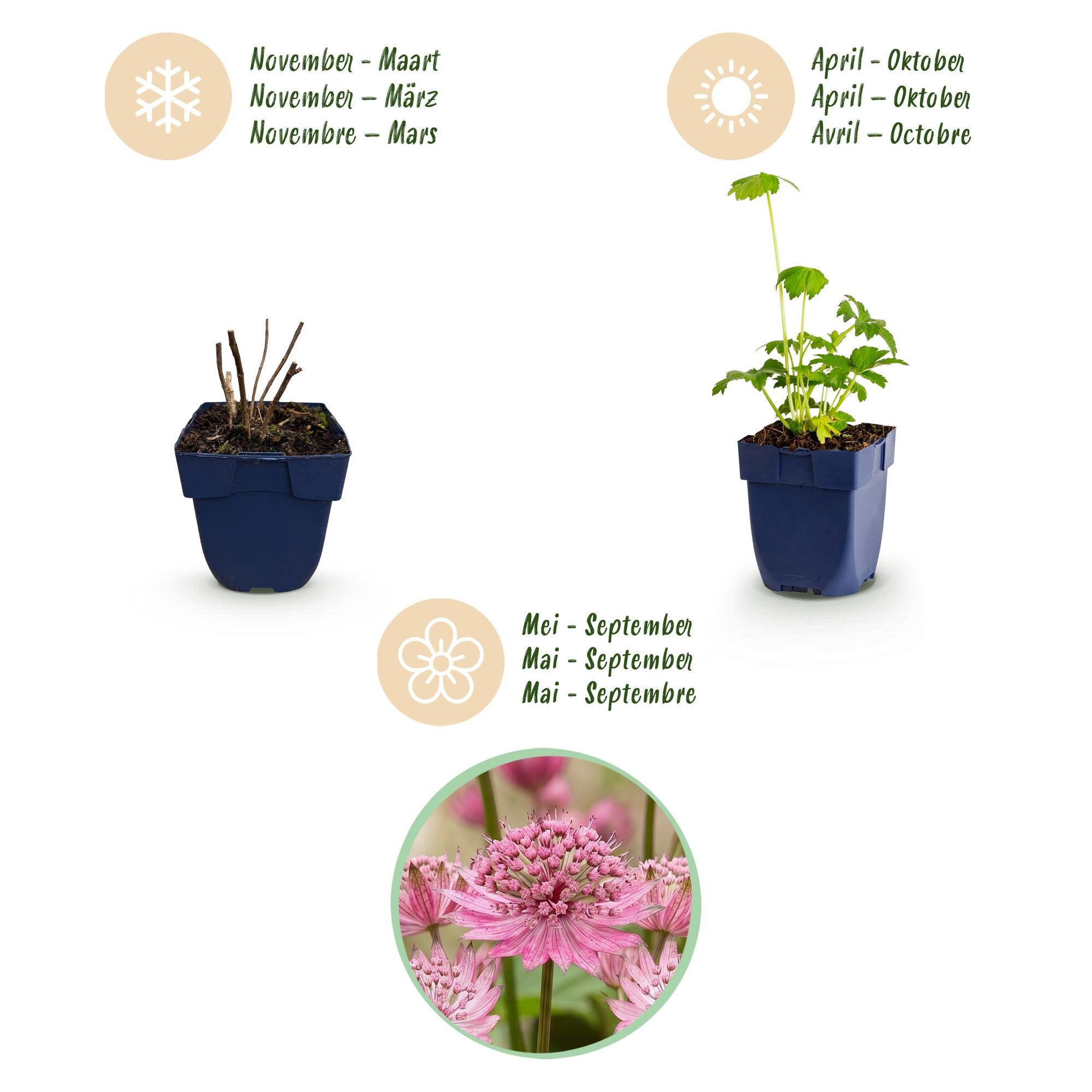 Vasteplant - Astrantia major - Sterrenkruid - Schaduw - Wit-Roze - 6 Planten - Pot 11cm - Hoogte 15-25cm