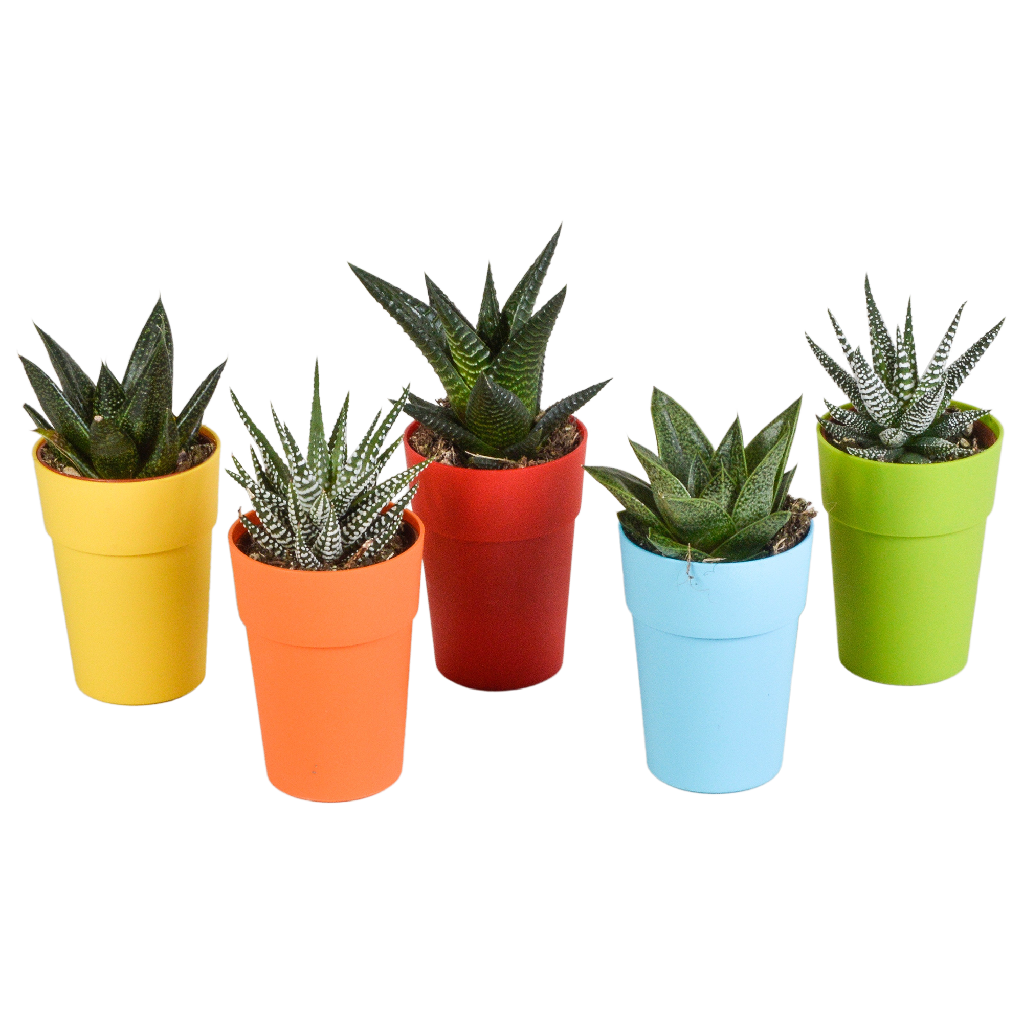 Gasteria/Haworthia mix 5,5cm - 5x - in gekleurde plasticpot