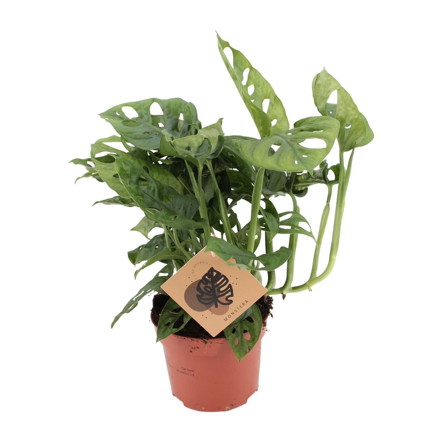 Monstera Monkey - Ø12cm - ↕30cm