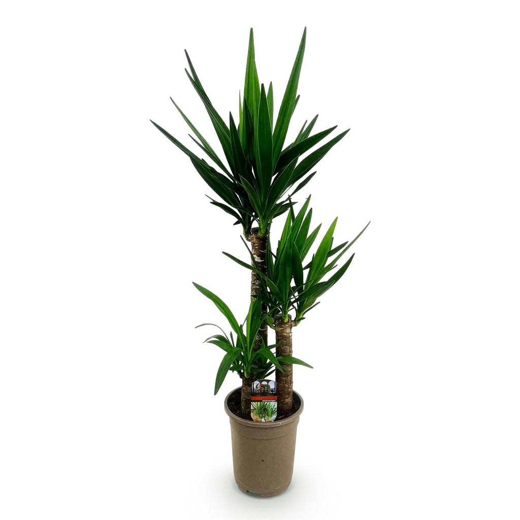 Kamerplant - Yucca elephantipes - Yucca - Weinig onderhoud - Groen - 1 - Pot 21cm - Hoogte 100cm