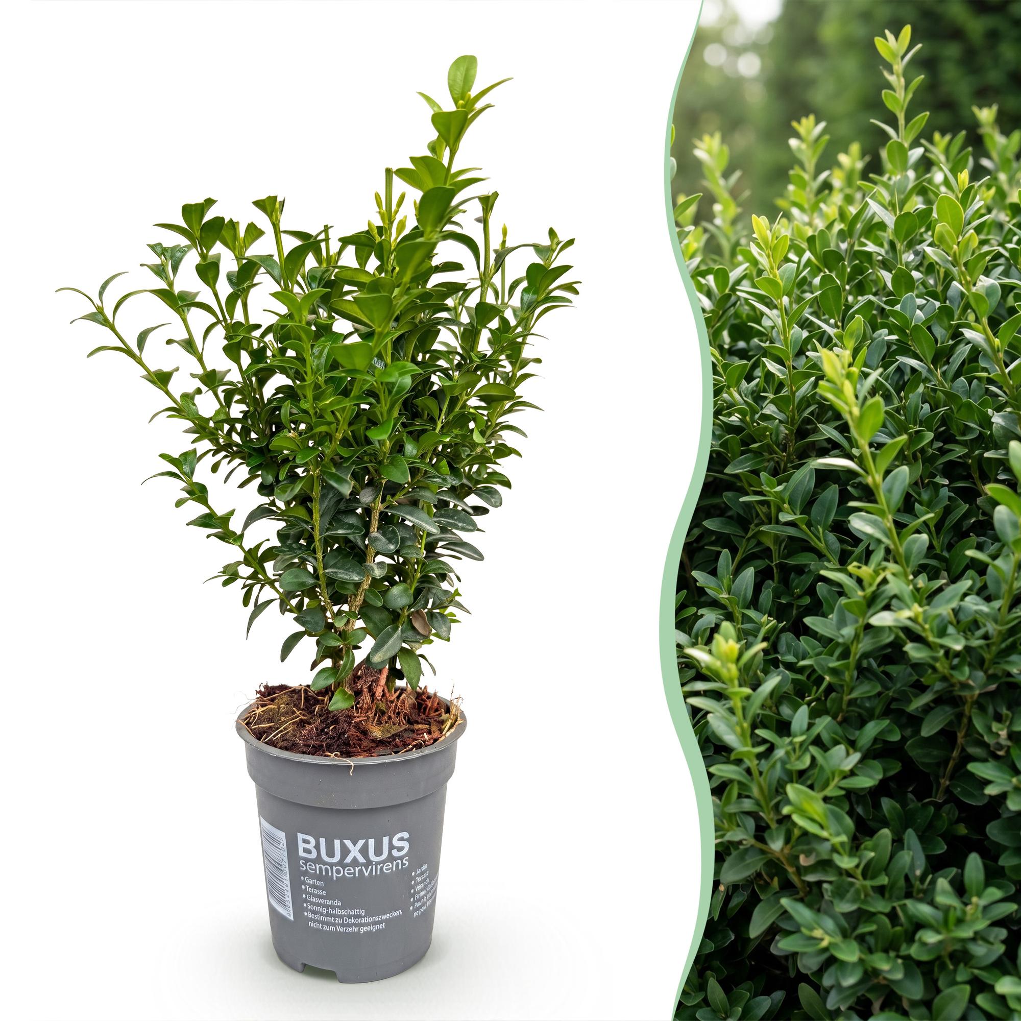 8x Buxus sempervirens - Palmboompje - Haagplanten - Groenblijvend - Groen - Pot 9cm - Hoogte 20-25cm