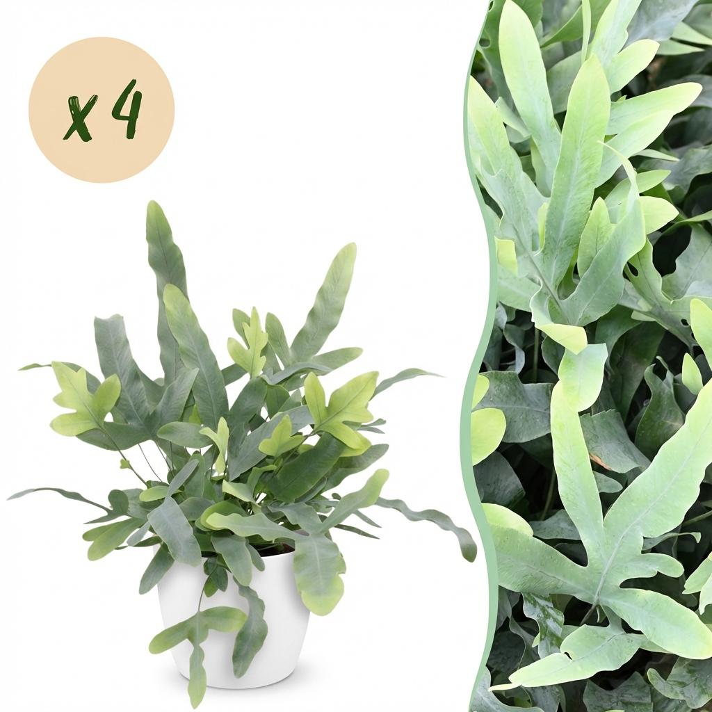 Kamerplant - Phlebodium aureum Blue Star - Blauwe Varen - Huisdiervriendelijke Plant - Blauw - 4 Planten - met Potter Wit - Pot 12cm - Hoogte 25cm