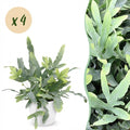 Kamerplant - Phlebodium aureum Blue Star - Blauwe Varen - Huisdiervriendelijke Plant - Blauw - 4 Planten - met Potter Wit - Pot 12cm - Hoogte 25cm