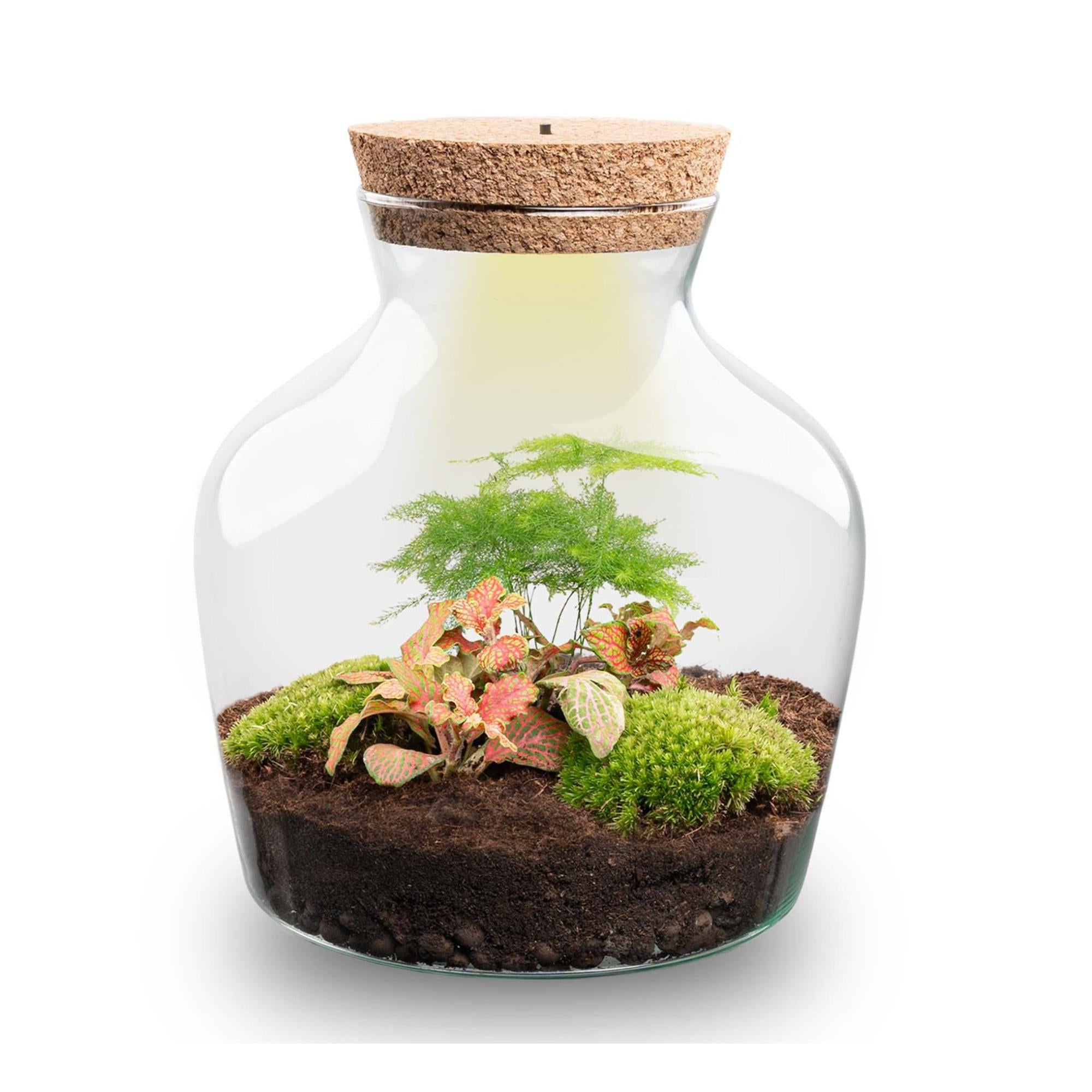 DIY terrarium - Little Joe met licht - ↕ 21,5 cm - Rake + Shovel + Tweezer