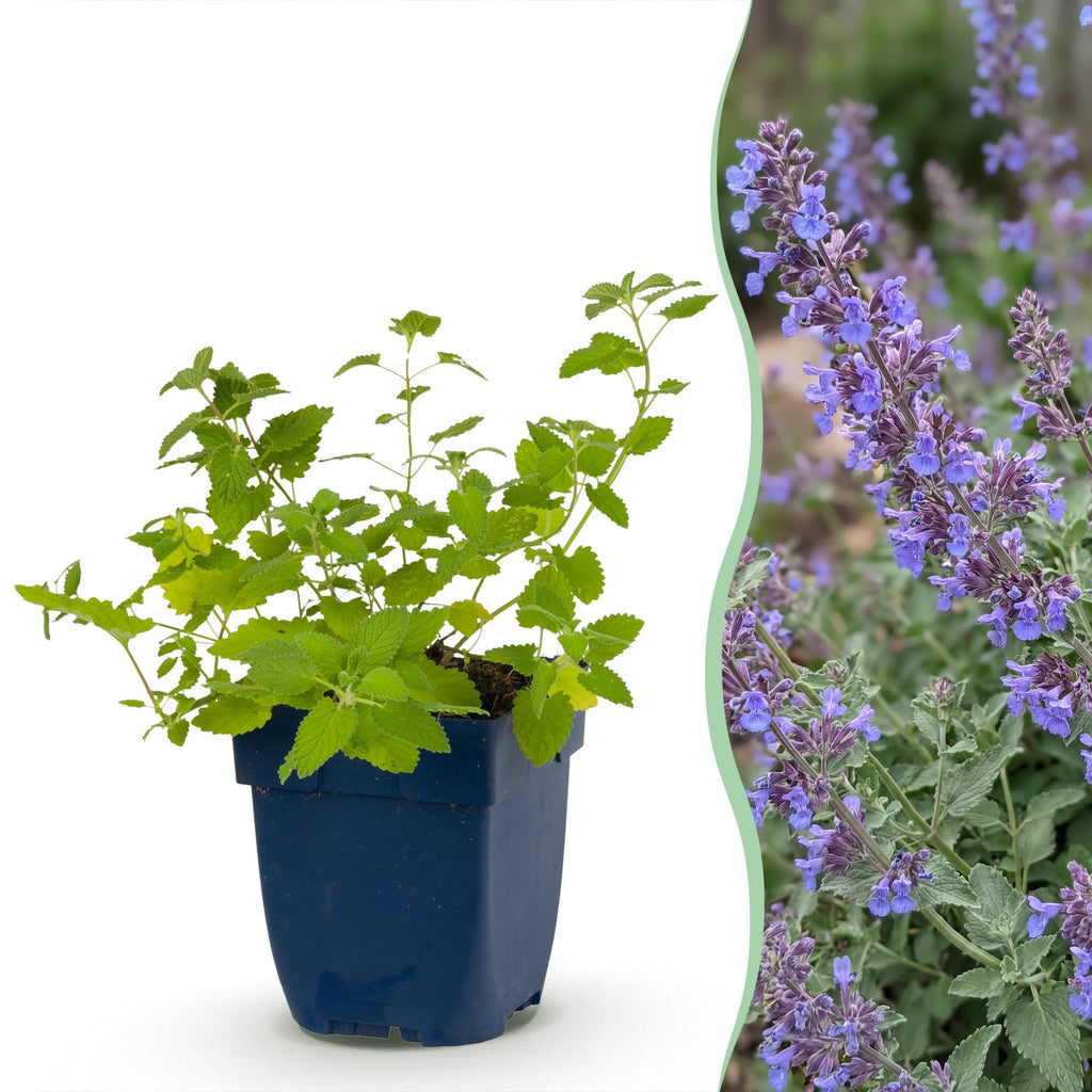 Vasteplant - Nepeta faassenii 'Six Hills Giant' - Kattenkruid - Bijen- en vlinderlokkers - Paars - 12 Planten - Pot 11cm - Hoogte 15-25cm