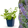 Vasteplant - Nepeta faassenii 'Six Hills Giant' - Kattenkruid - Bijen- en vlinderlokkers - Paars - 12 Planten - Pot 11cm - Hoogte 15-25cm