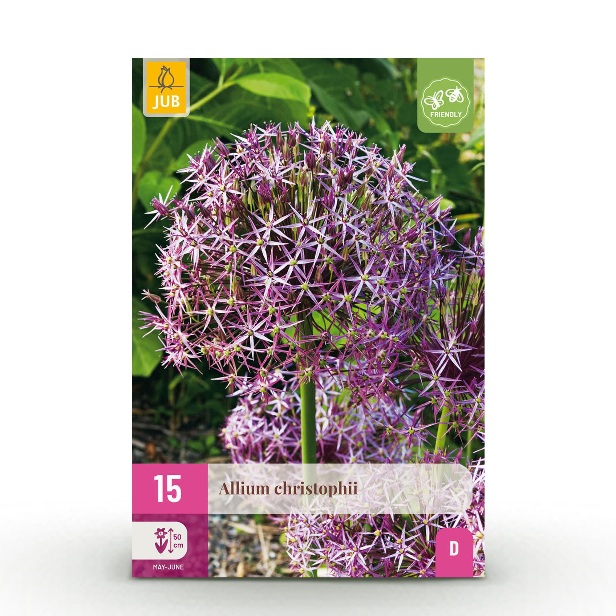 Bloembollen - Allium Christophii - Kleur Paars - 15 stuks - Bolmaat 10/2 - XXL Pack