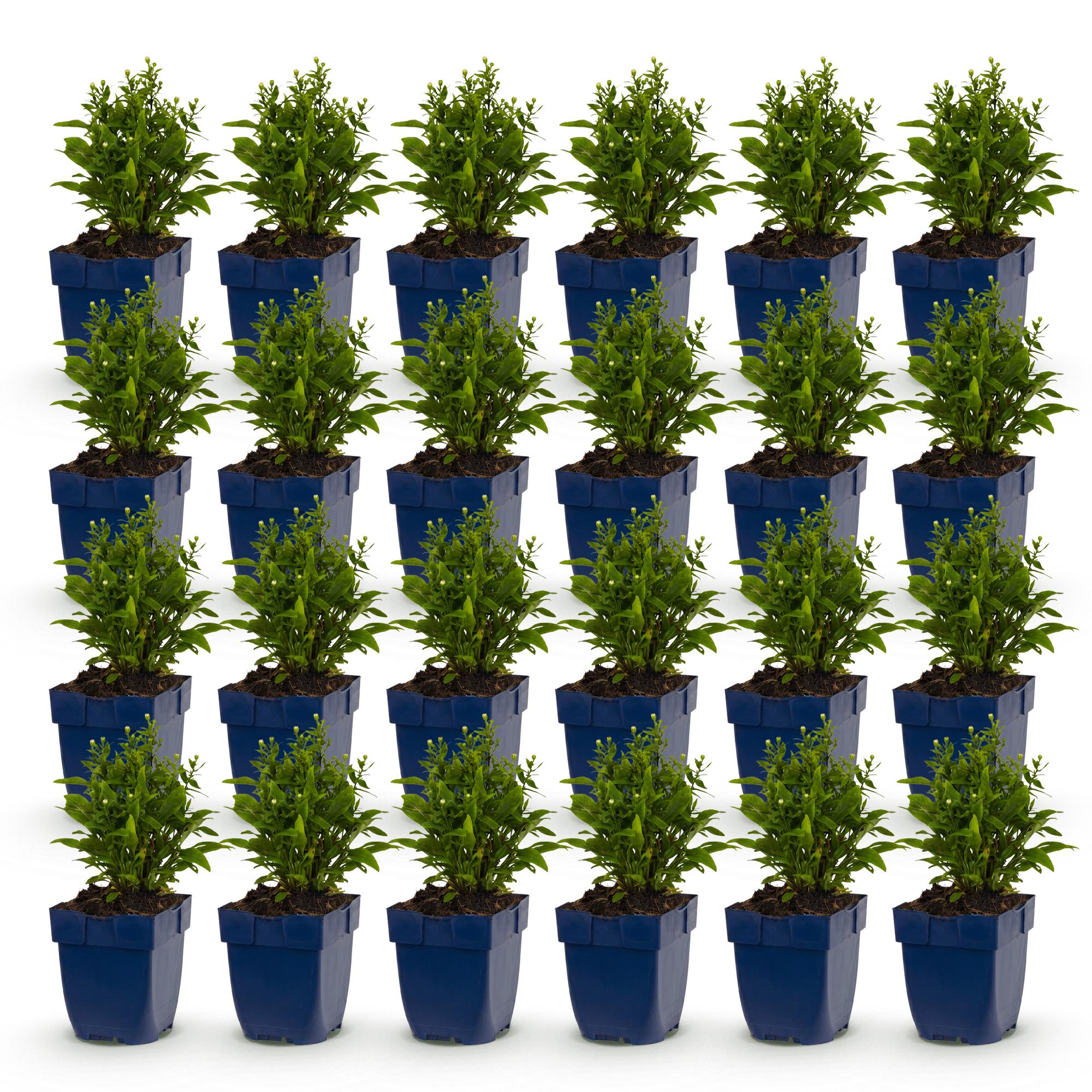 Vasteplant - Aster (D) Schneekissen - Zeeaster - Bijen en Vlinderlokkers - Wit - 24 Planten - Pot 11cm - Hoogte 15-25cm