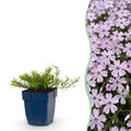 Vasteplant - Phlox Benita - Vlambloem - Bodembedekkend - Blauw - 6 Planten - Pot 11cm - Hoogte 15-25cm