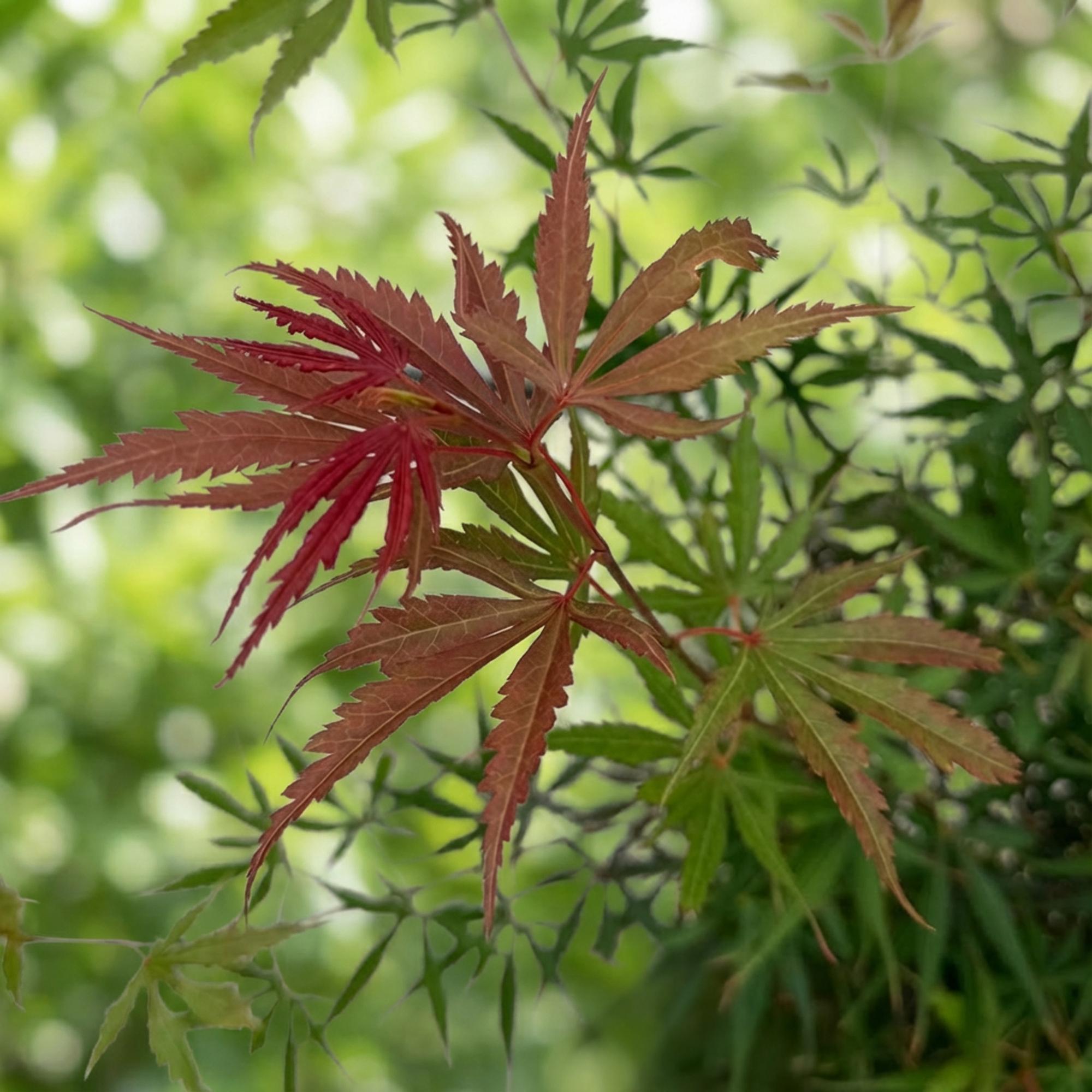 Tuinplant - Acer palmatum Jerre Swarts - Japanse Esdoorn - Bladverliezend - Oranje-Rood - 1 - Pot 26cm - Hoogte 90cm