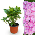 Tuinplant - Hydrangea macrophylla Roze - Hortensia - Winterhard - Roze - 1 Plant - Pot 12cm - Hoogte Hoogte 20-30cm
