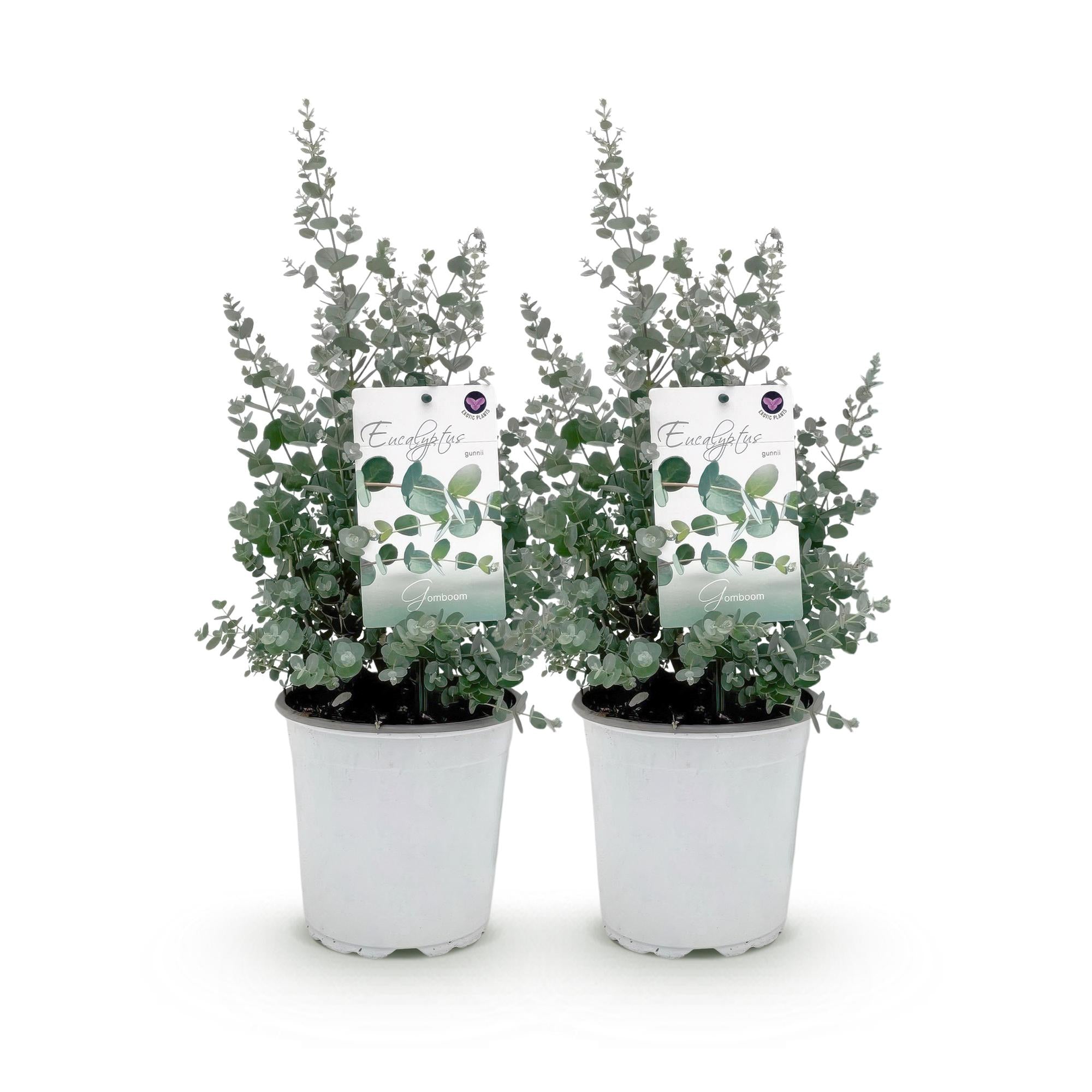 Terrasplant - Eucalyptus boom - Eucalyptus gunni  - Grijs - 2 Planten - Winterhard - Pot 17cm Hoogte 40cm