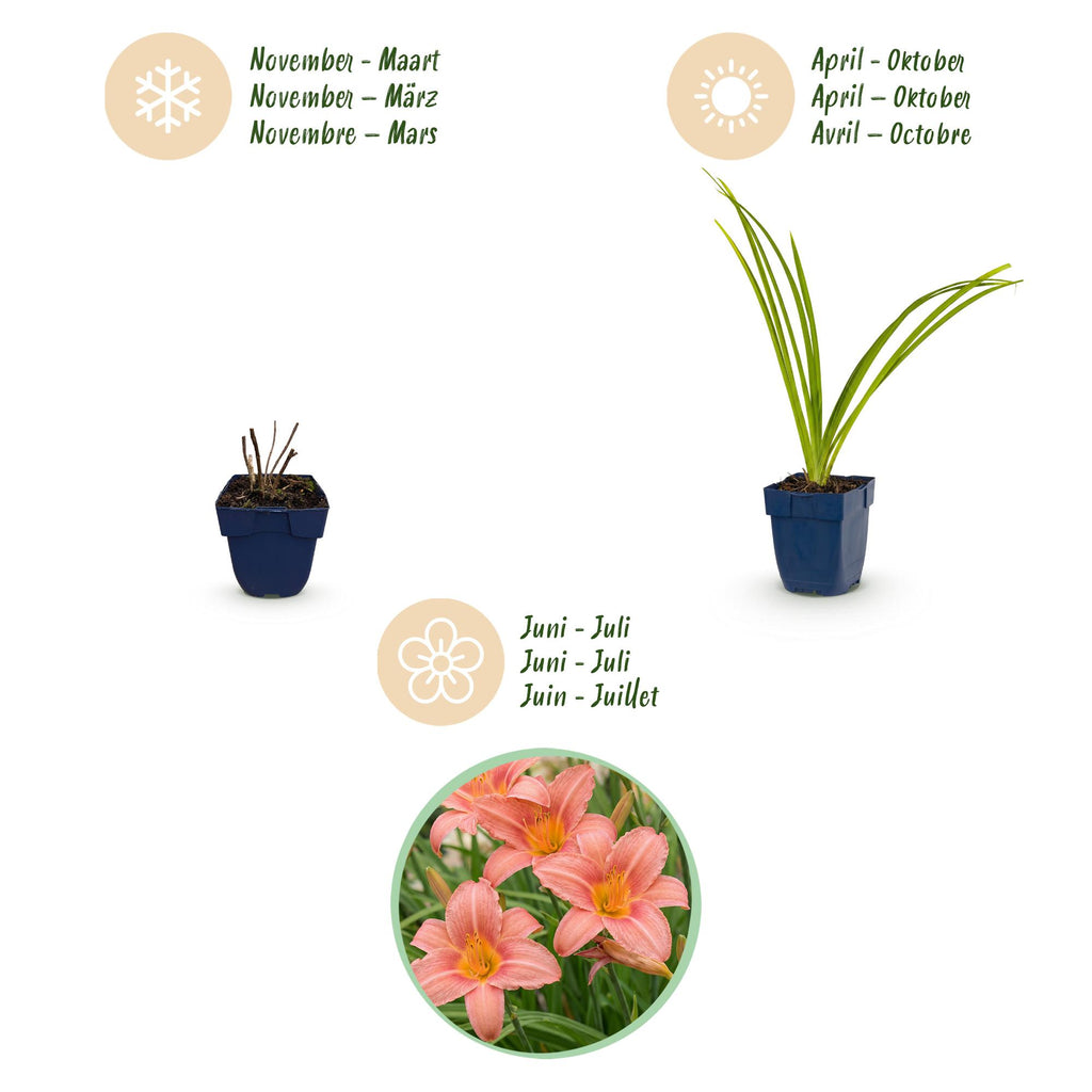 Vasteplant - Hemerocallis Pink Damask - Daglelie - Bijen en Vlinderlokkers - Roze - 12 Planten - Pot 11cm - Hoogte 15-25cm