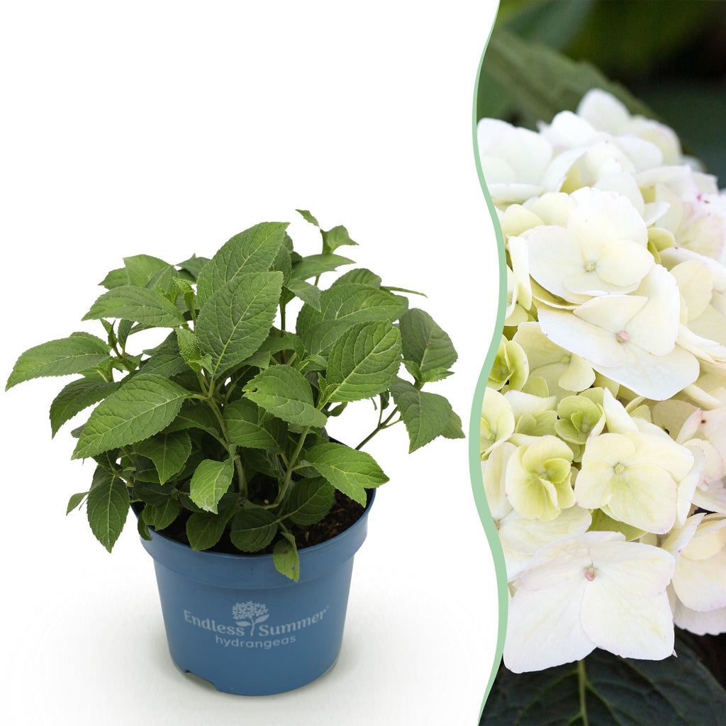 Tuinplant - Hydrangea Endles Summer The Bride - Hortensia - Winterhard - Wit - 1 Plant - Pot 14cm - Hoogte 20-25cm
