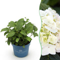 Tuinplant - Hydrangea Endles Summer The Bride - Hortensia - Winterhard - Wit - 1 Plant - Pot 14cm - Hoogte 20-25cm