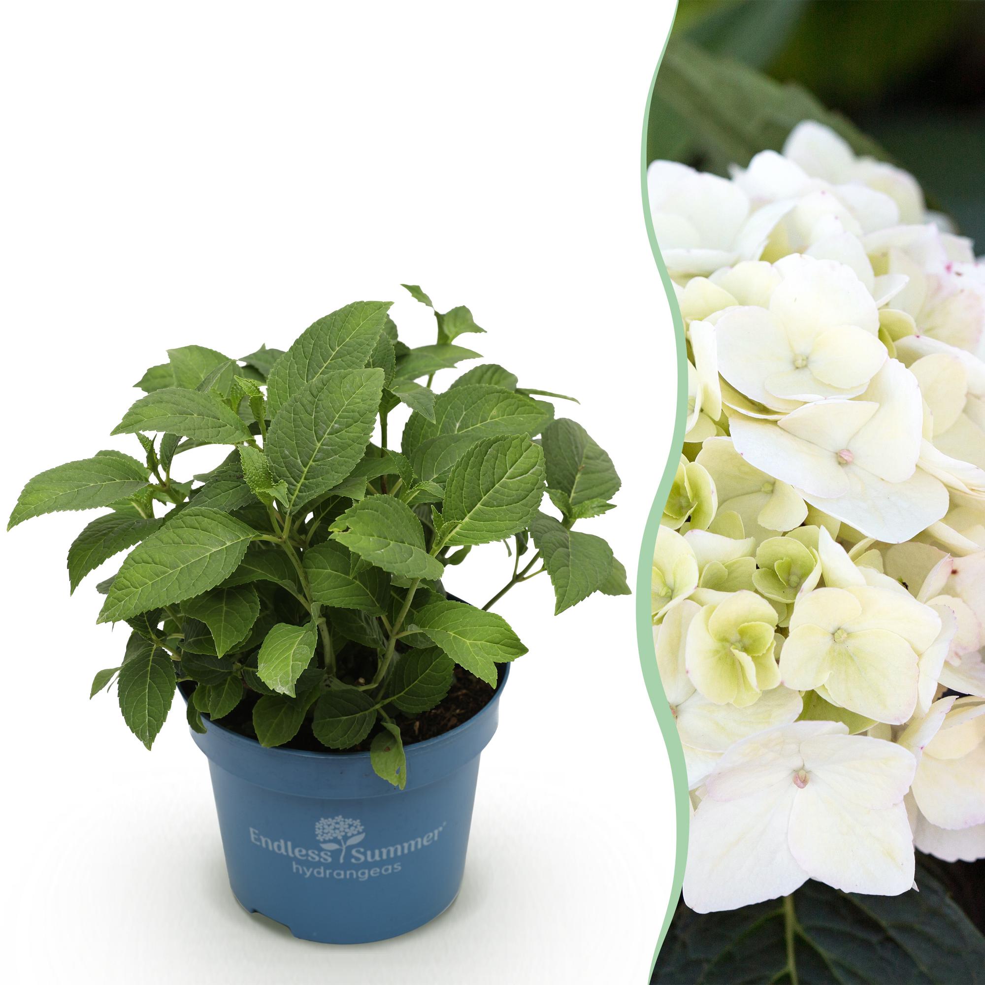 Tuinplant - Hydrangea Endles Summer The Bride - Hortensia - Winterhard - Wit - 1 Plant - Pot 14cm - Hoogte 20-25cm