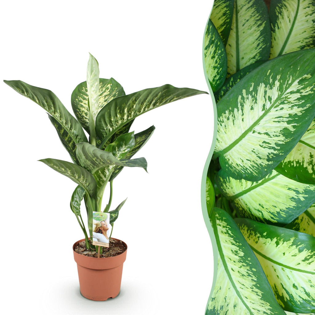 Green is... Kamerplanten - Diefenbachia Tropic Snow - Dieffenbachia - Weinig onderhoud - Groen - 1 Plant - Pot 21cm - Hoogte 90-100cm