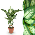 Green is... Kamerplanten - Diefenbachia Tropic Snow - Dieffenbachia - Weinig onderhoud - Groen - 1 Plant - Pot 21cm - Hoogte 90-100cm