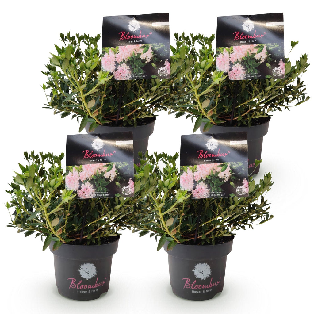 Dwerg Rhododendron - Rhododendron Bloombux Light Pink - Bloeiende Buxus - Weinig Onderhoud - Licht Roze Bloem - 4 Planten - Pot 17cm - Hoogte 30-40cm