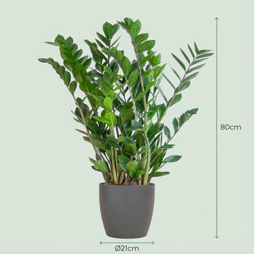 Zamioculcas Zamiifolia met Potter grijs - 80cm - Ø21