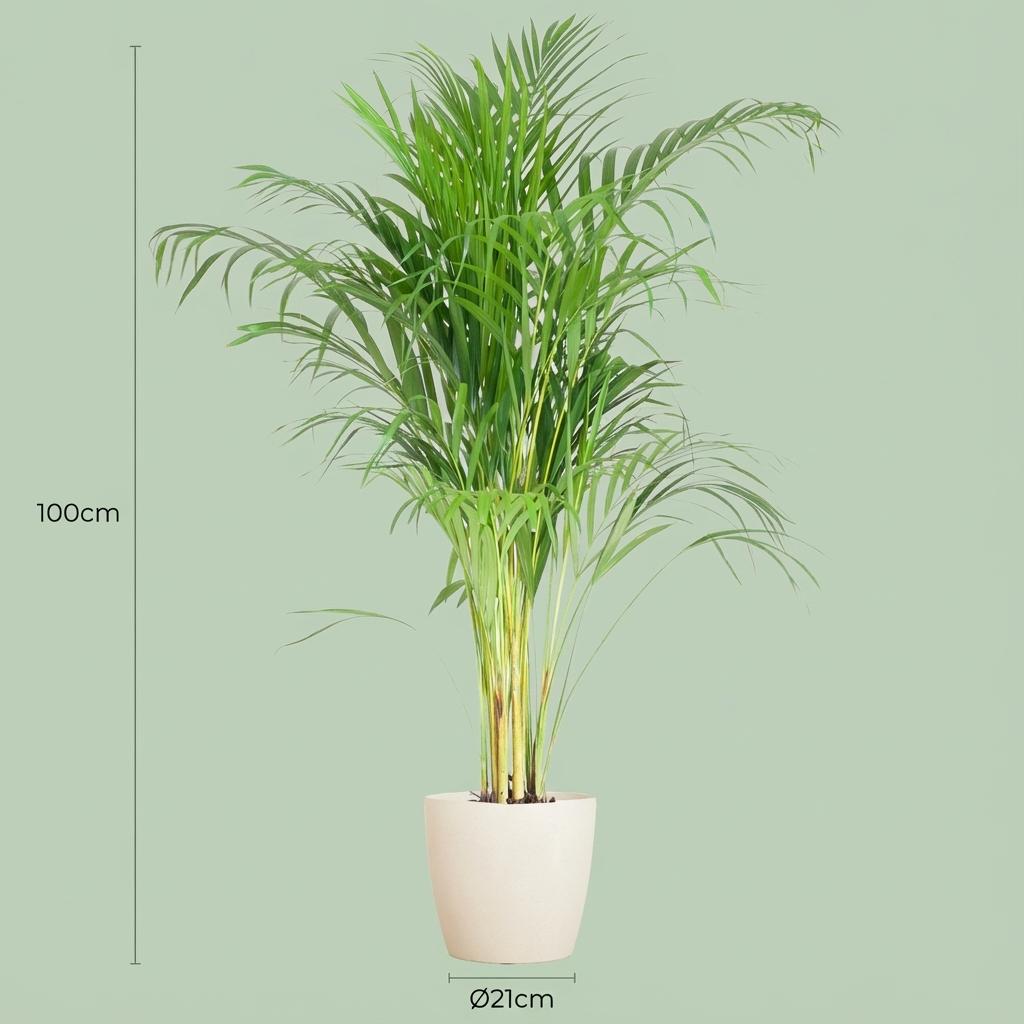 Areca Palm (Dypsis) met Potter wit - 100cm - Ø21