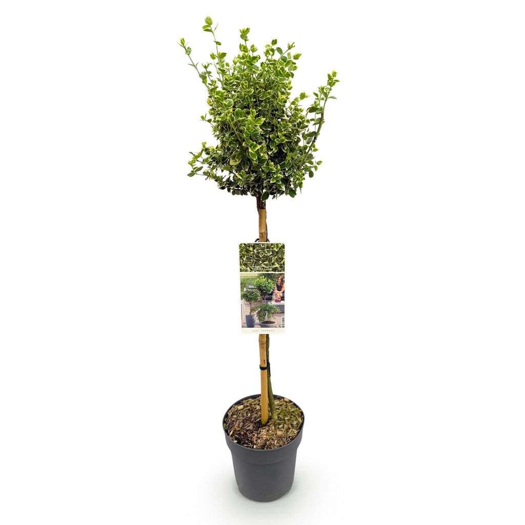 Plant op Stam - Euonymus fortunei Emerald Gaiety -Terras Plant - Bladhoudend - Winterhard - Groen-Grijs Blad - Pot 19cm Hoogte 90cm