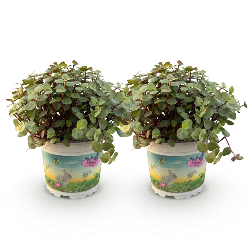 Kamerplant - Calissia repens - Kattengras - Huisdiervriendelijk - Groen - 2 Planten - Pot 12cm - Hoogte 17-20cm