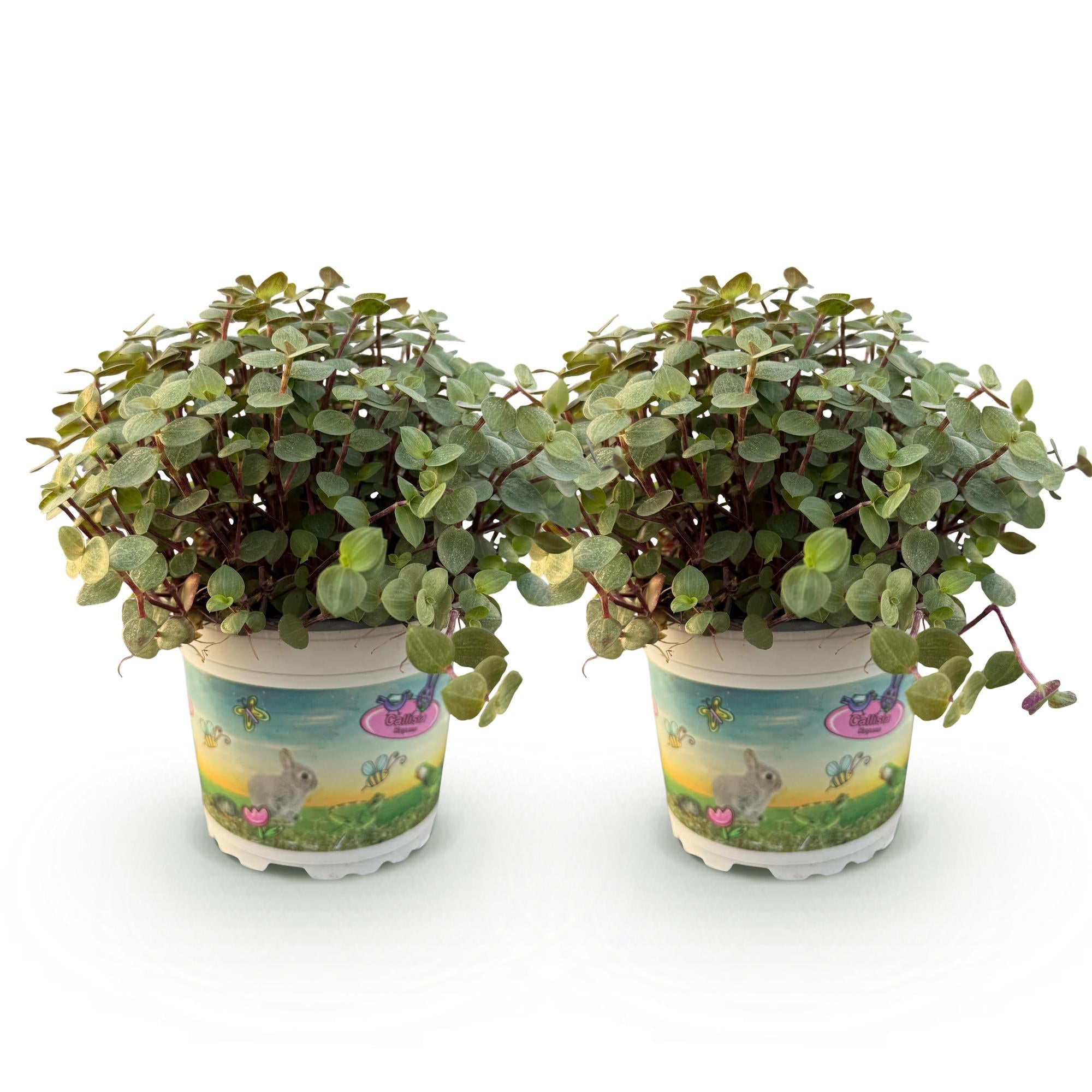 Kamerplant - Calissia repens - Kattengras - Huisdiervriendelijk - Groen - 2 Planten - Pot 12cm - Hoogte 17-20cm
