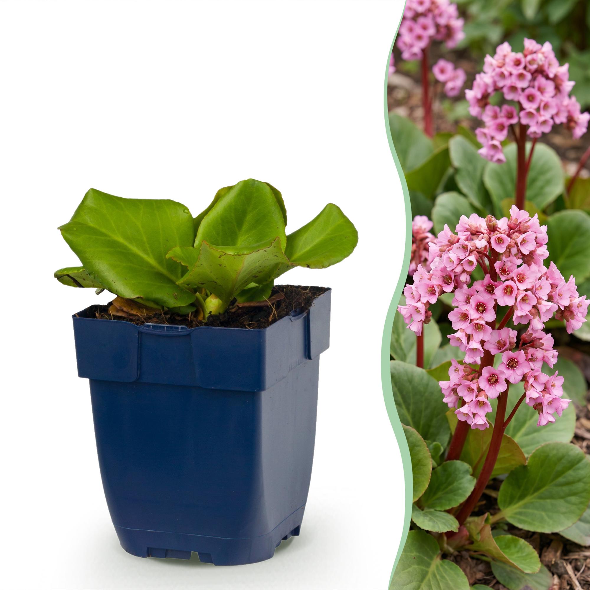Vasteplant - Bergenia cordifolia - Schoenlappersplant - Schaduw - Roze - 24 Planten - Pot 11cm - Hoogte 15-25cm