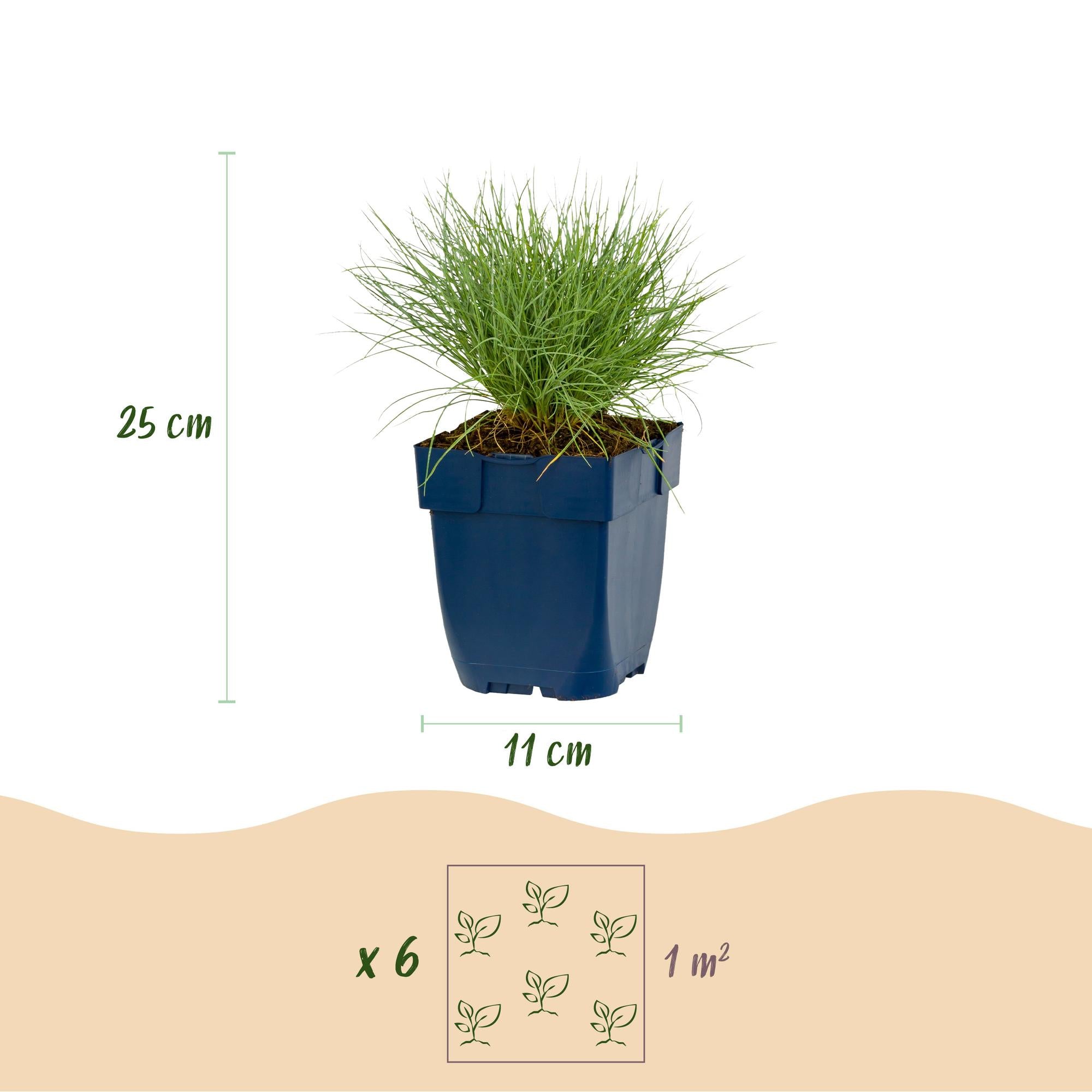 Vasteplant - Festuca glauca - Blauwgras - Groenblijvend - Blauw - 1 Plant - Pot 11cm - Hoogte 15-25cm