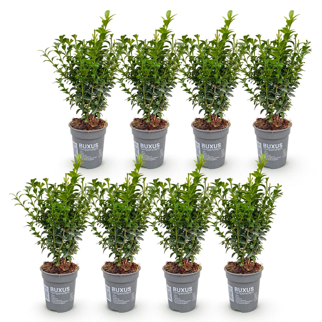 8x Buxus sempervirens - Palmboompje - Haagplanten - Groenblijvend - Groen - Pot 9cm - Hoogte 20-25cm