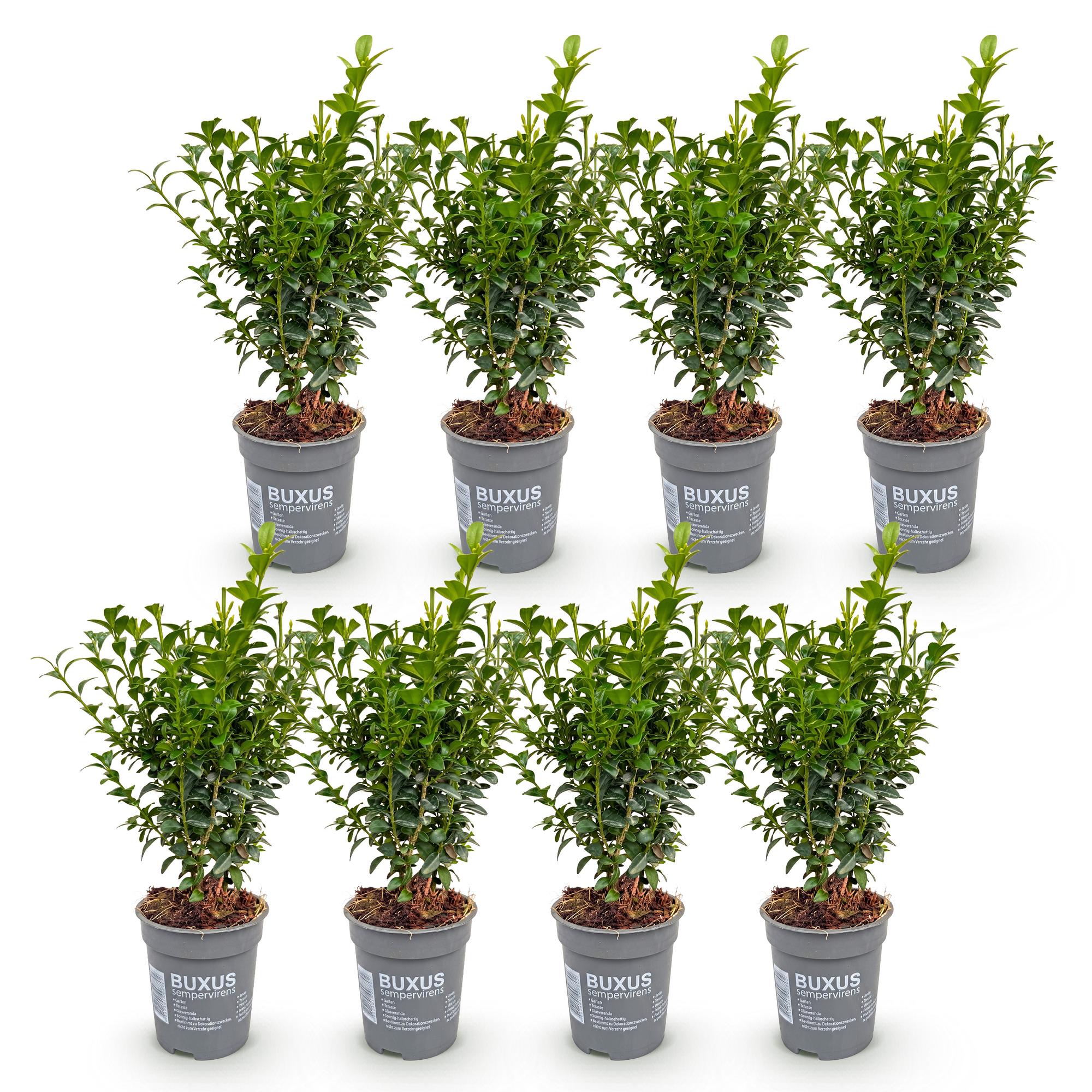 8x Buxus sempervirens - Palmboompje - Haagplanten - Groenblijvend - Groen - Pot 9cm - Hoogte 20-25cm