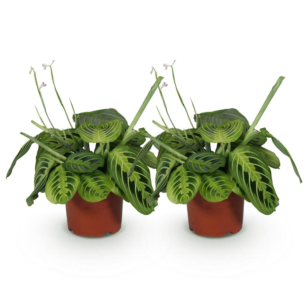 Kamerplant - Maranta Fascinator Lemon Lime - Gebedsplant - Huisdiervriendelijk - Groen - 2 Planten - Pot 12cm - Hoogte 30-35cm