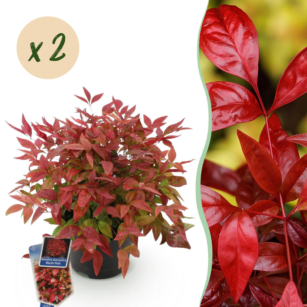 Tuinplant - Nandina Blush Pink - Donker Roze - 2 Planten - Groenblijvend - Weinig Onderhoud - Pot 17cm Hoogte 40cm