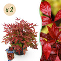 Tuinplant - Nandina Blush Pink - Donker Roze - 2 Planten - Groenblijvend - Weinig Onderhoud - Pot 17cm Hoogte 40cm