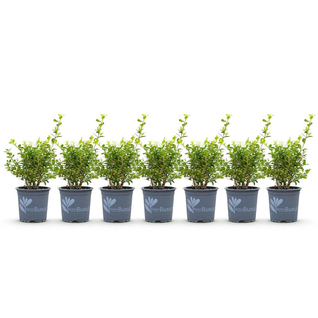 Buxus Haag - BetterBuxus Babylon Beauty - Resistant tegen de Buxus Schimmel - 7 planten - 1 strekkende meter - pot 10,5cm hoogte 25-30