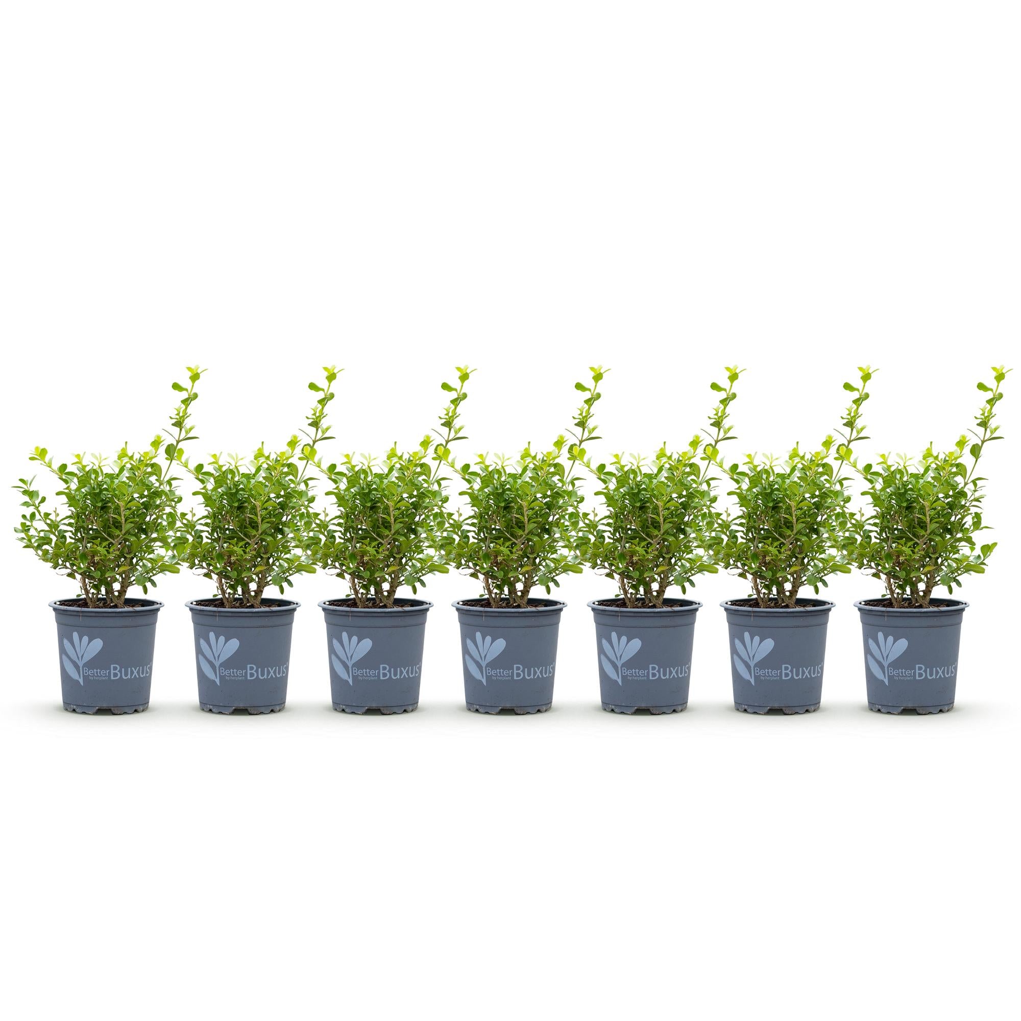 Buxus Haag - BetterBuxus Babylon Beauty - Resistant tegen de Buxus Schimmel - 7 planten - 1 strekkende meter - pot 10,5cm hoogte 25-30