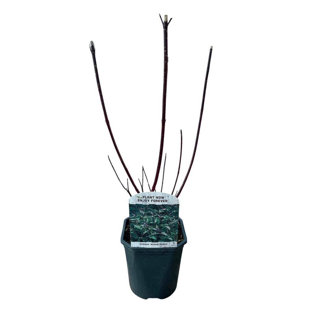 Heesters - Cornus alba Kesselringii - Paarse Takken - 1 Plant - Bladverliezend - Weinig Onderhoud - Pot 17cm Hoogte 45cm