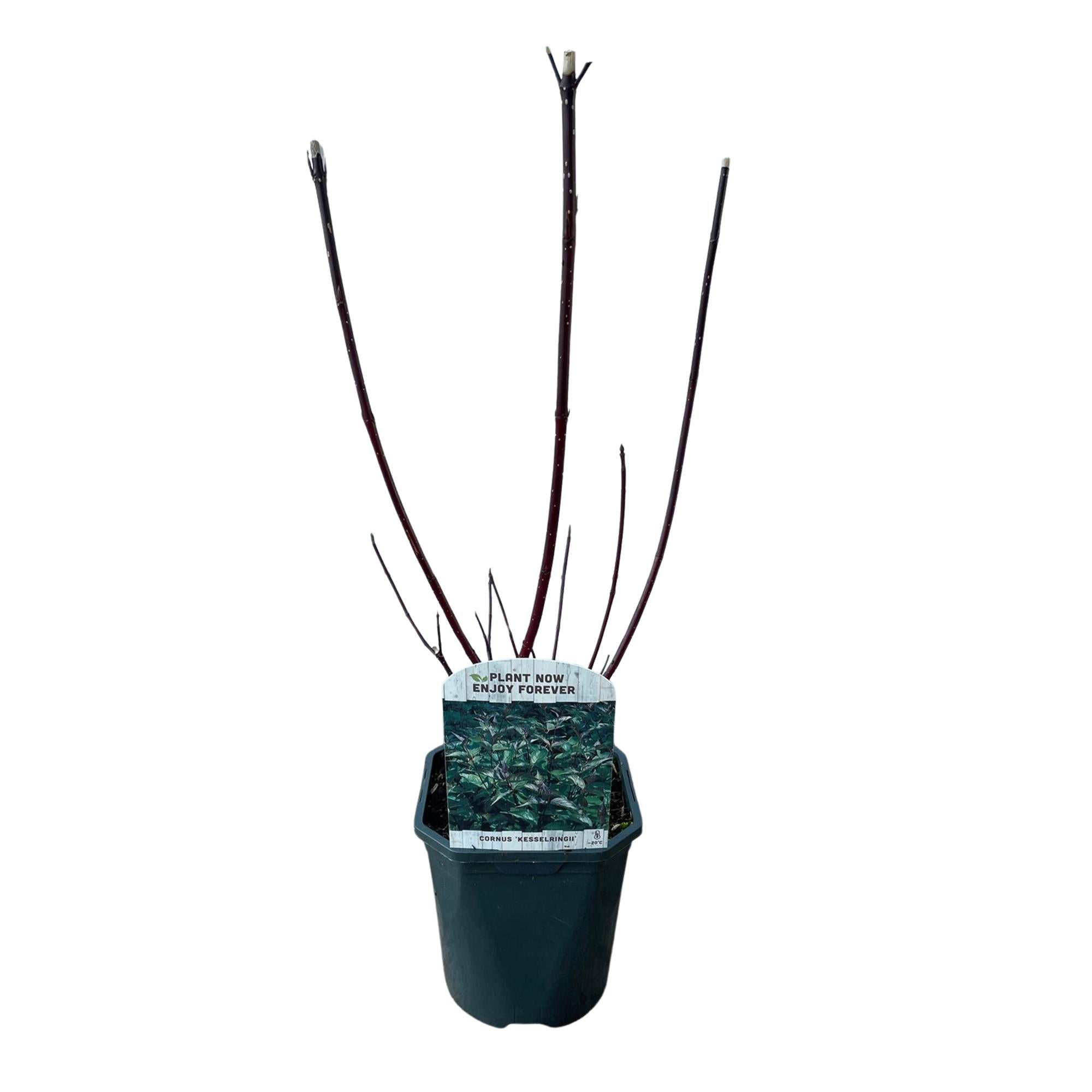 Heesters - Cornus alba Kesselringii - Paarse Takken - 1 Plant - Bladverliezend - Weinig Onderhoud - Pot 17cm Hoogte 45cm