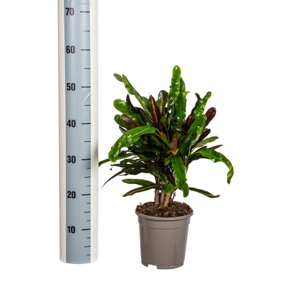 Codiaeum 'Croton' Mamey Ø17cm - ↕40 - 60cm
