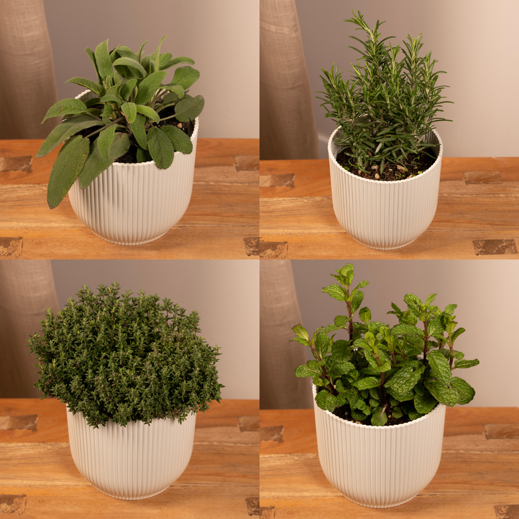 Tuinkruiden Mix - 4 stuks - Ø14cm - ↕18cm