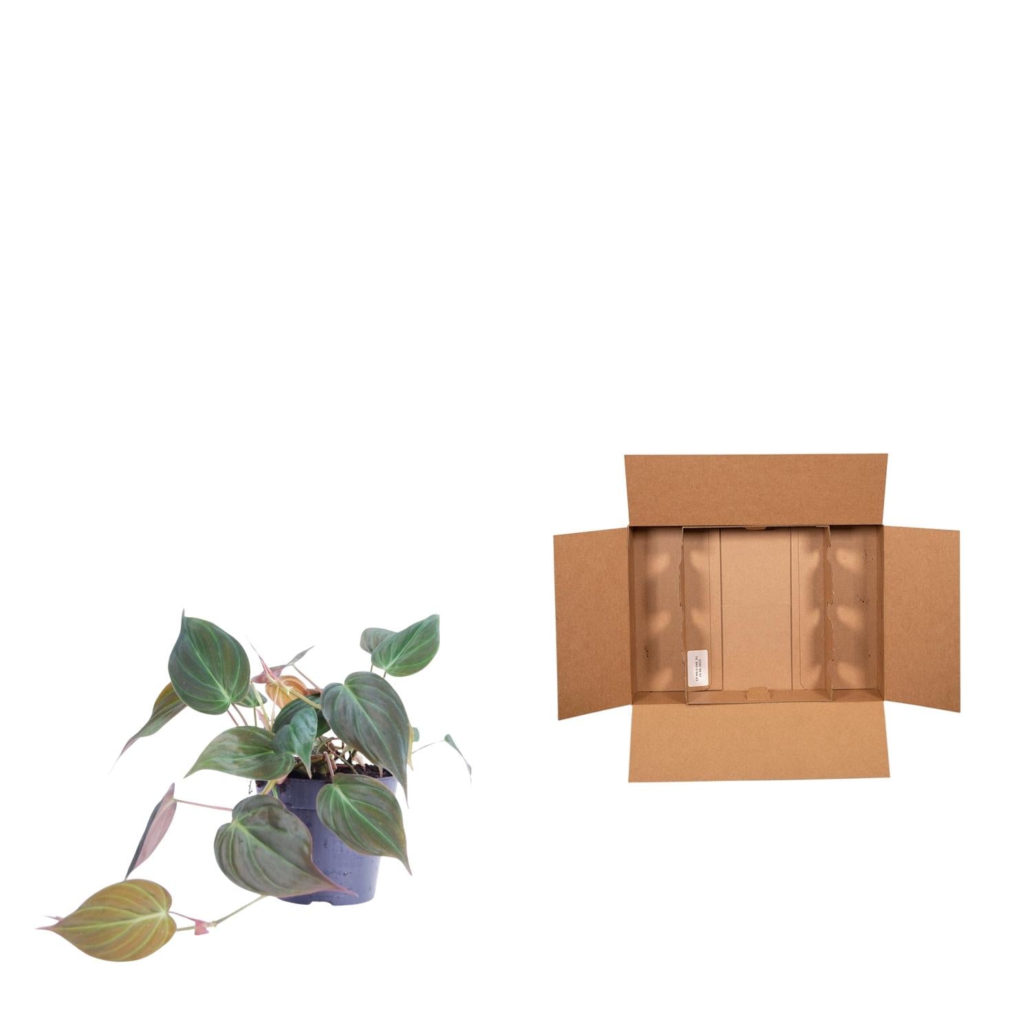 Philodendron scandens 'Micans' - 20 cm - ø12
