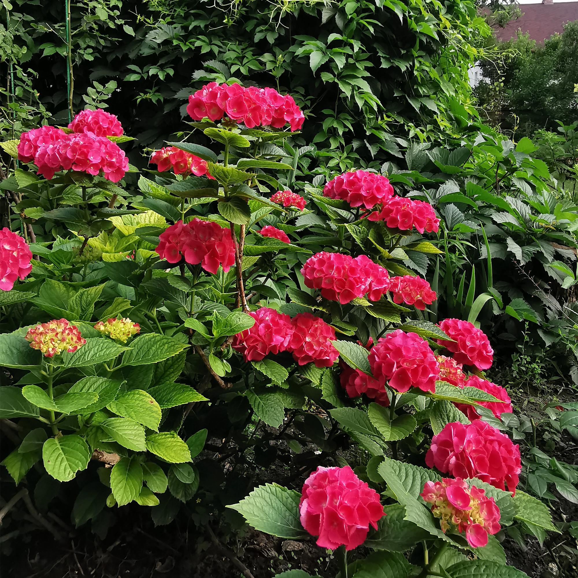 Tuinplant - Hydrangea macrophylla Rood - Hortensia - Winterhard - Rood - 3 Planten - Pot 12cm - Hoogte Hoogte 20-30cm