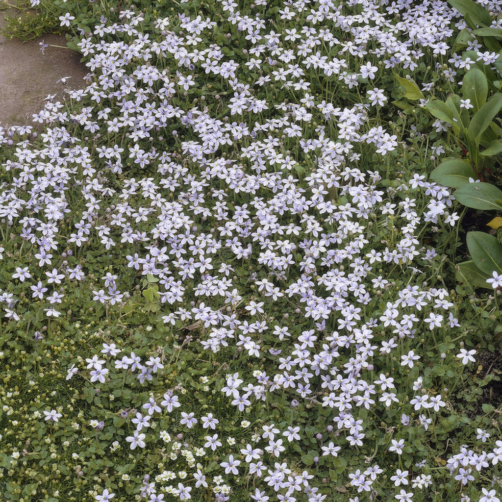 24x Isotoma fluviatilis - ↕10-25cm - Ø9cm