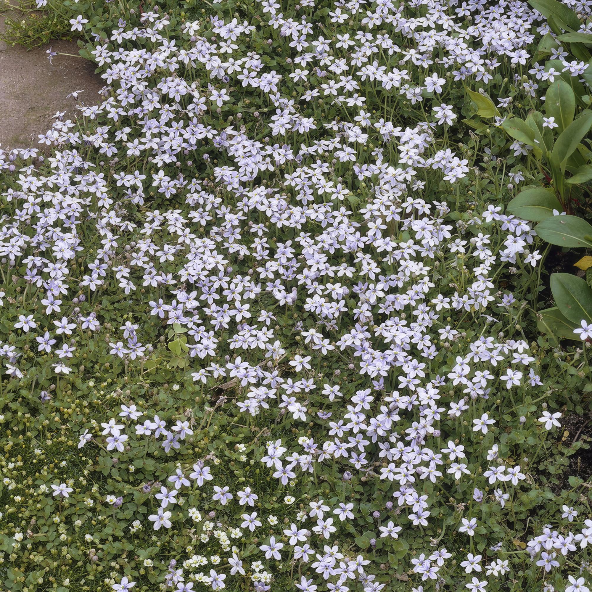 24x Isotoma fluviatilis - ↕10-25cm - Ø9cm